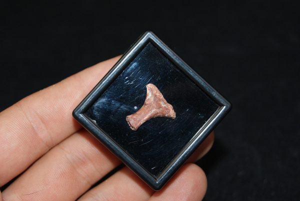 Pequeño hueso del Valle de Kem Kem 