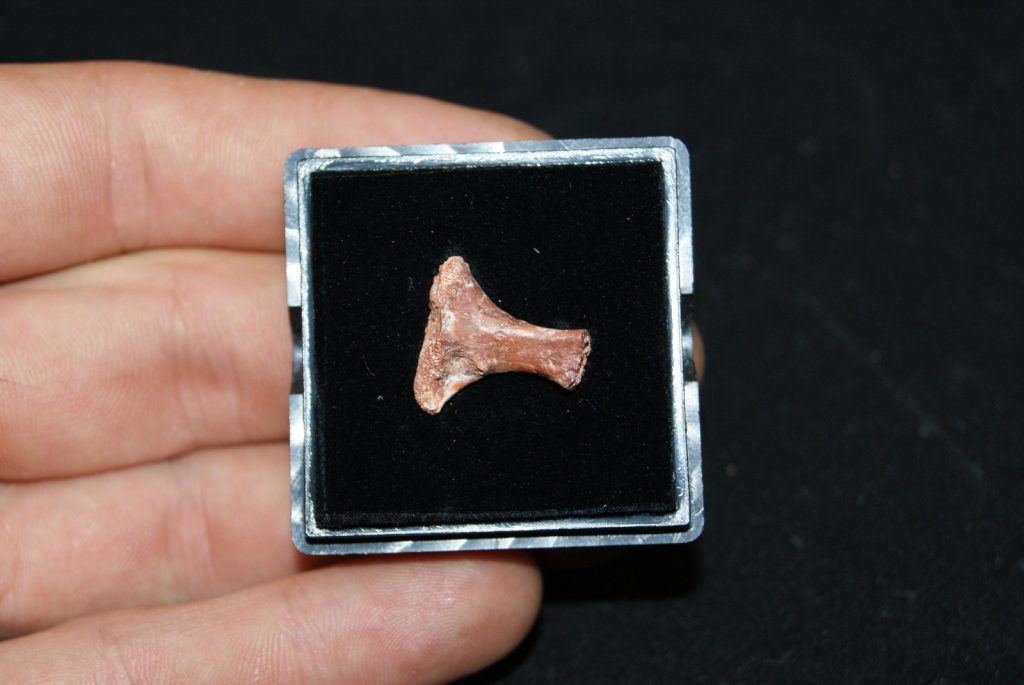 Pequeño hueso del Valle de Kem Kem