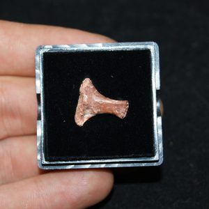 Pequeño hueso del Valle de Kem Kem 