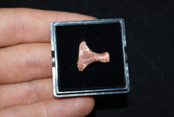 Pequeño hueso del Valle de Kem Kem 