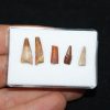 Colección de dientes de pterosaurio