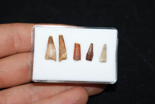 Colección de dientes de pterosaurio