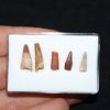 Colección de dientes de pterosaurio