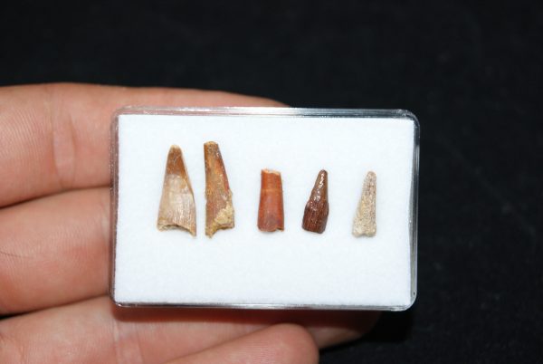 Colección de dientes de pterosaurio