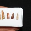 Colección de dientes de pterosaurio