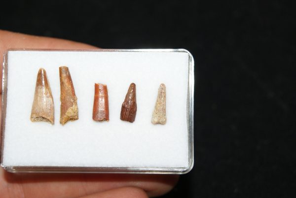 Colección de dientes de pterosaurio