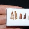 Colección de dientes de pterosaurio