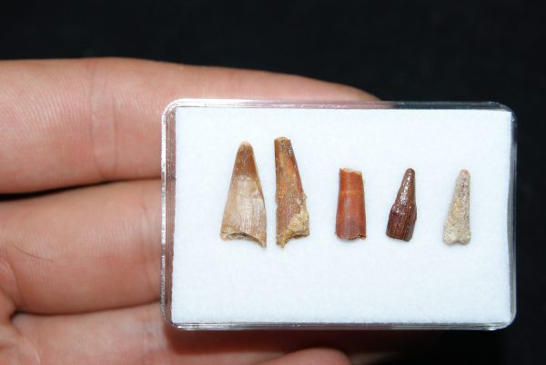 Colección de dientes de pterosaurio