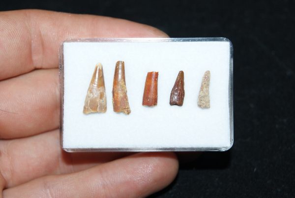 Colección de dientes de pterosaurio