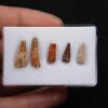 Colección de dientes de pterosaurio