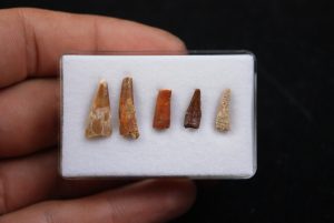 Colección de dientes de pterosaurio