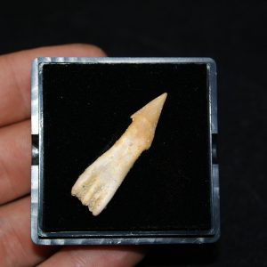 Rostral de Onchosaurus