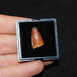 Elosuchus cherifiensis