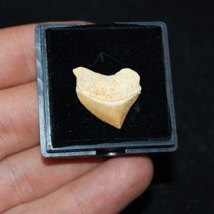 Diente de tiburón cuervo (Squalicorax)