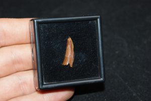 Diente de cocodrilo Elosuchus cherifiensis