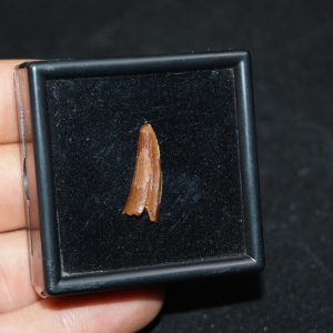 Diente de cocodrilo Elosuchus cherifiensis