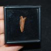 Diente de cocodrilo Elosuchus cherifiensis