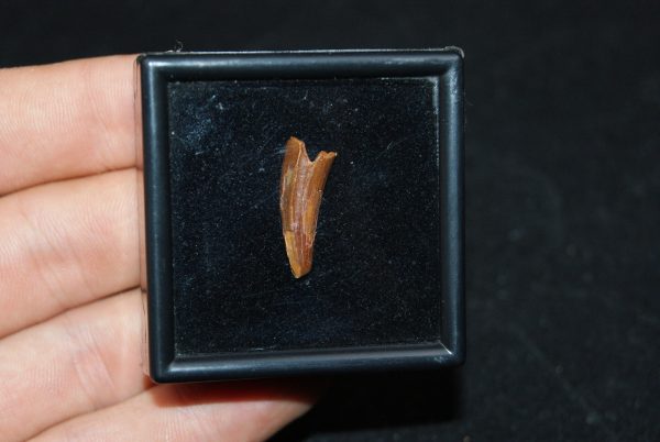 Diente de cocodrilo Elosuchus cherifiensis
