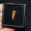 Diente de cocodrilo Elosuchus cherifiensis
