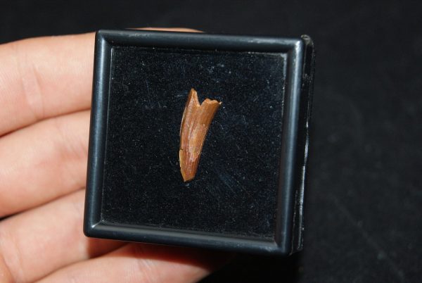Diente de cocodrilo Elosuchus cherifiensis
