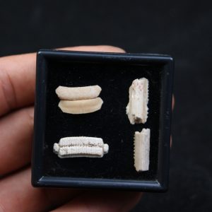 Colección de raya águila