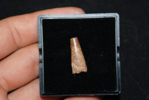 Diente de Pterosauria Coloborhynchus