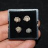 Colección de trilobites