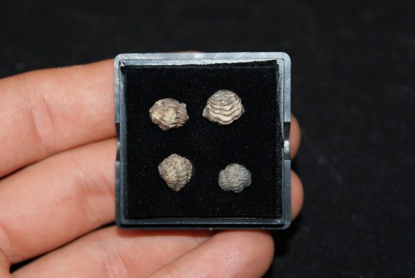 Colección de trilobites