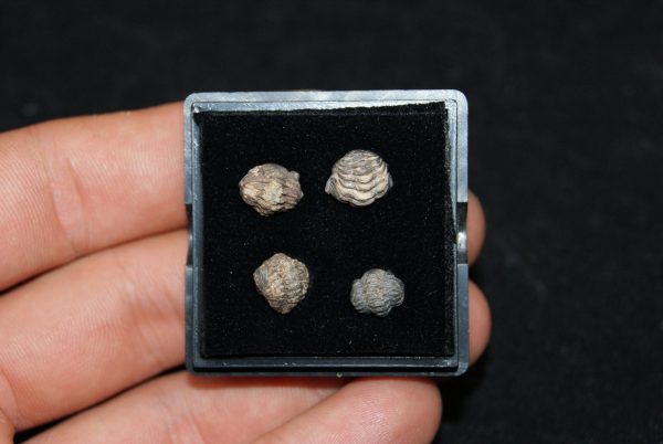 Colección de trilobites
