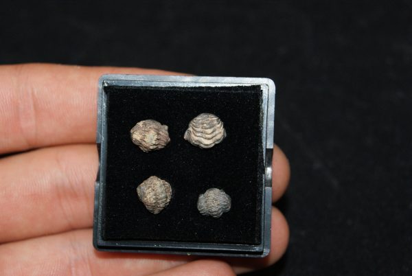 Colección de trilobites