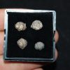 Colección de trilobites
