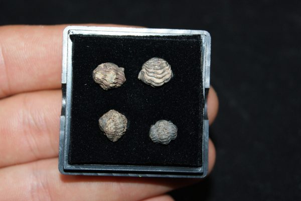 Colección de trilobites