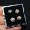 Colección de trilobites