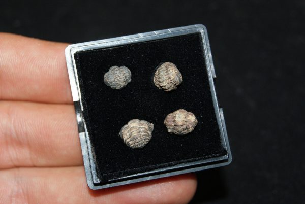 Colección de trilobites