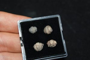 Colección de trilobites
