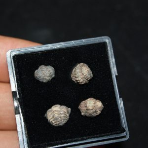 Colección de trilobites