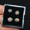 Colección de trilobites