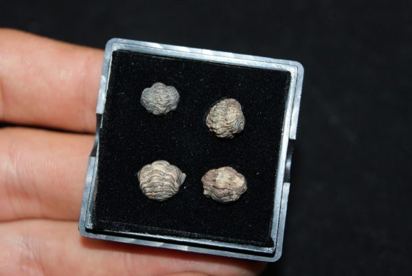 Colección de trilobites