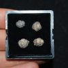 Colección de trilobites