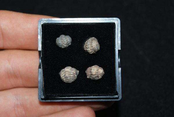 Colección de trilobites