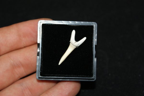 Diente de tiburón Odontaspis