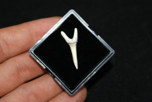 Diente de tiburón Odontaspis