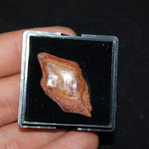 Escama fósil de pez Lepidotes pawdoski