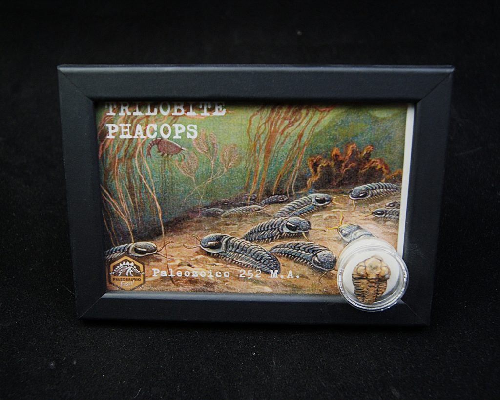 Cuadro con trilobite