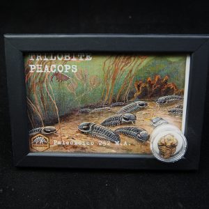 Cuadro con trilobite