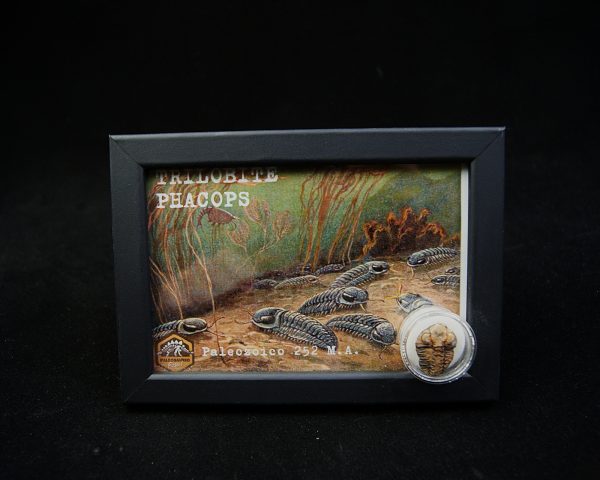 Cuadro con trilobite