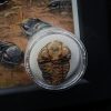 Cuadro con trilobite