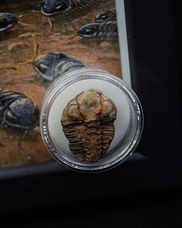 Cuadro con trilobite