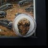 Cuadro con trilobite