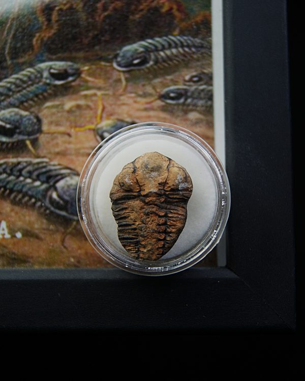 Cuadro con trilobite